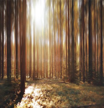sonbahar orman arka plan / bulanık görüntü sonbahar manzara orman, çam ormanı, dikey çizgiler, Güneş, bokeh arka planda bir orman, orman yürüyüşe günbatımı