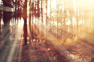 sonbahar manzara / yapraklara sonbahar ağaçların içinde. Sarı yaprakları ile ormanda günbatımı. Hint yaz sonbahar parkta bir yürüyüş için. Doğa manzara parlama ve güneş ışınları kavramı