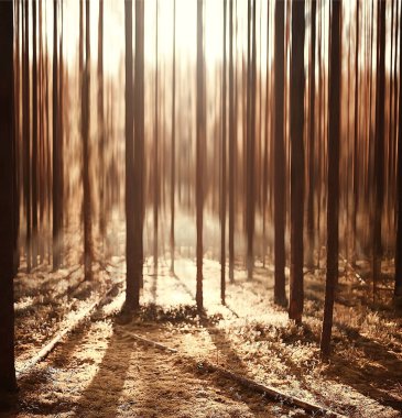sonbahar orman arka plan / bulanık görüntü sonbahar manzara orman, çam ormanı, dikey çizgiler, Güneş, bokeh arka planda bir orman, orman yürüyüşe günbatımı