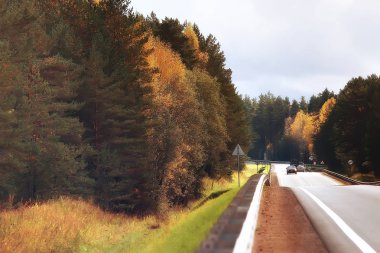 sarı sonbahar orman manzara / sarı yapraklar ormandaki ile güzel ağaçlar Ekim sonbahar, mevsim manzara peyzaj