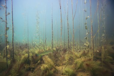 Gölde turna sualtı görüntüleme