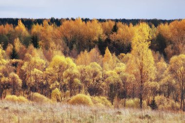 güzel sonbahar orman manzara güneşli bir gün, Hint yaz 