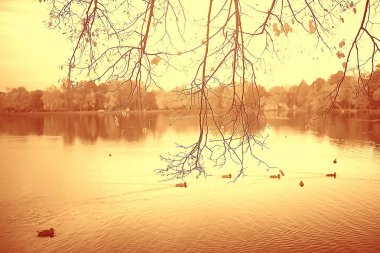 sonbahar manzara / sarı sonbahar Park, parlak turuncu orman ağaçları