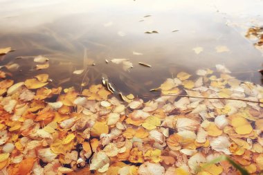 Sarı yapraklar arka plan düşmüş / zemin, Hint yaz, Ekim yaprakları yaprakları ile sarı sonbahar arka plan bulanık