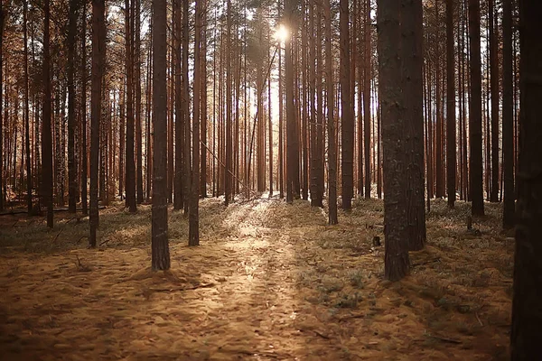 Мальовничі Осінній Ліс Краєвид Сонячний День Бабине Літо — стокове фото