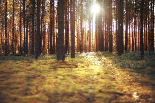 Schilderachtige Bos Landschap Zonnige Herfstdag Indian Summer — Stockfoto