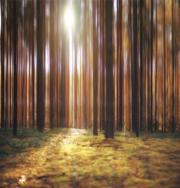 Autumn forest background / blurred image of autumn landscape in the forest, pine forest, vertical lines, sun, bokeh in a forest background, sunset on a forest walk
