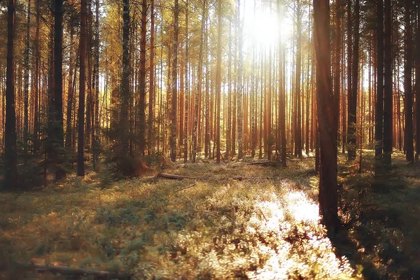 Bela Paisagem Verão Indiano Árvores Floresta Amarela Raios Sol — Fotografia de Stock