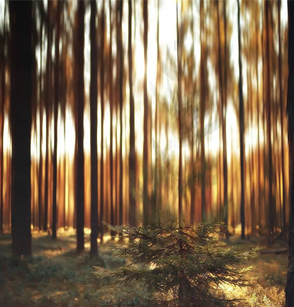 소나무 산책에 일몰에 Bokeh에서가 풍경의 이미지를 흐리게 — 스톡 사진