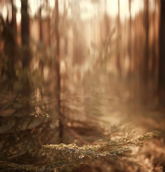 autumn forest background / blurred image of autumn landscape in the forest, pine forest, vertical lines, sun, bokeh in a forest background, sunset on a forest walk
