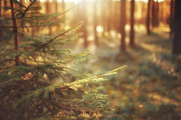 Piękny Krajobraz Babie Lato Żółty Lasu Drzew Promienie Słońca — Zdjęcie stockowe