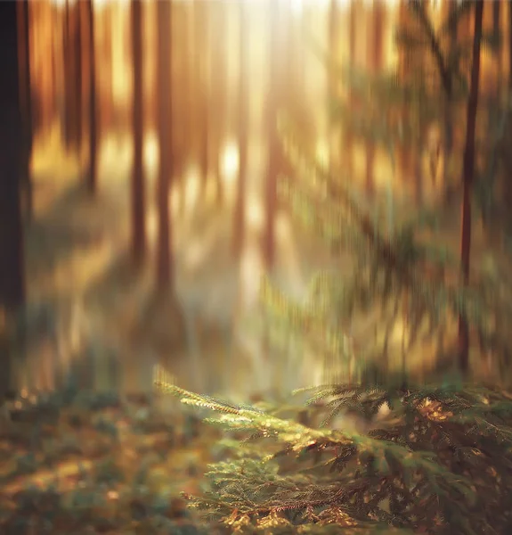 Őszi Erdő Háttér Elmosódott Kép Őszi Táj Erdő Fenyves Erdő — Stock Fotó