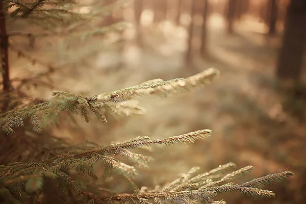 Picturesque Autumn Forest Landscape Sunny Day Indian Summer — Stock Photo, Image