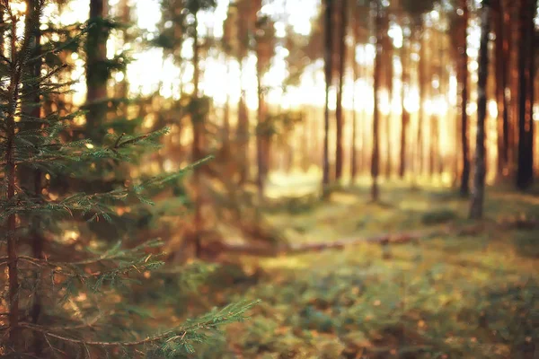 Malebnou Podzimní Lesní Krajina Slunečný Den Babí Léto — Stock fotografie