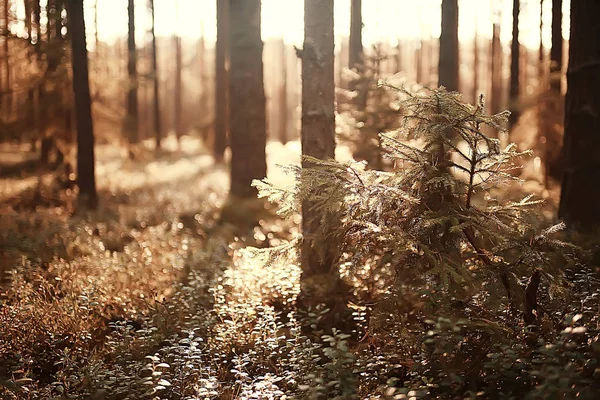 Bela Paisagem Verão Indiano Árvores Floresta Amarela Raios Sol — Fotografia de Stock