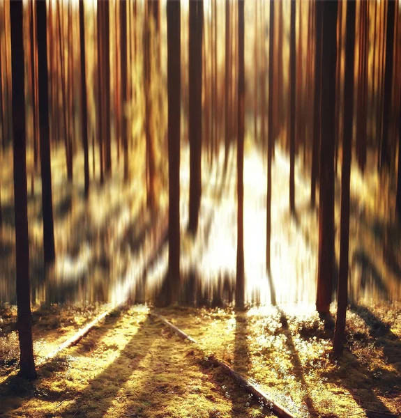 소나무 산책에 일몰에 Bokeh에서가 풍경의 이미지를 흐리게 — 스톡 사진