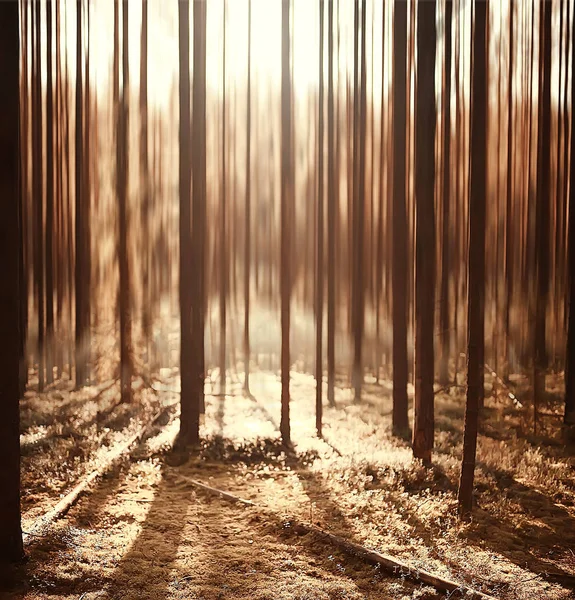 Hösten Skogen Bakgrund Suddig Bild Höstlandskap Skogen Tallskog Vertikala Linjer — Stockfoto