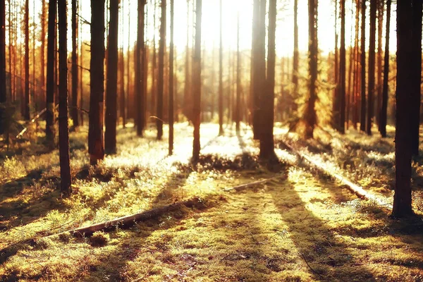 Gyönyörű Táj Vénasszonyok Nyara Sárga Erdei Fák Nap Sugarai — Stock Fotó