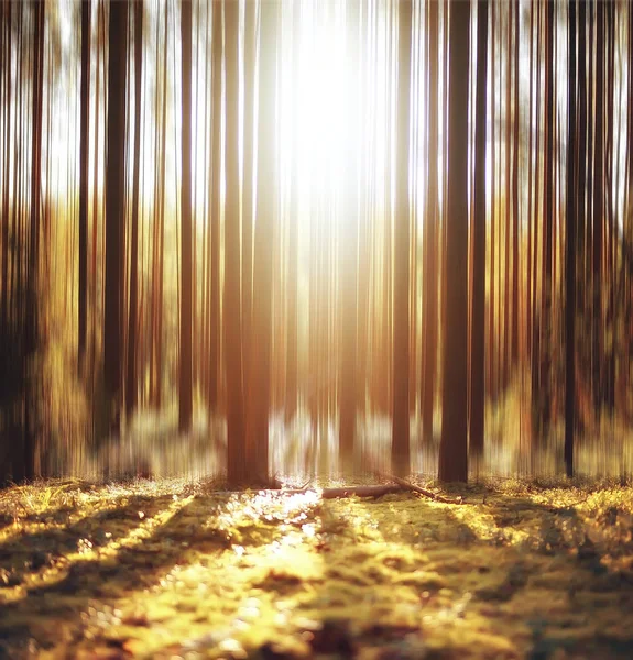 秋の森の背景 秋の風景林 垂直線 夕暮れの散歩の森の背景のボケ味の画像がぼやけて — ストック写真