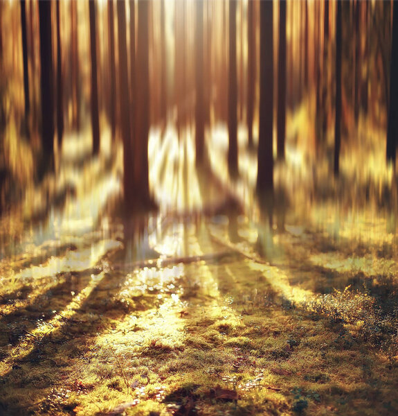 Autumn forest background / blurred image of autumn landscape in the forest, pine forest, vertical lines, sun, bokeh in a forest background, sunset on a forest walk