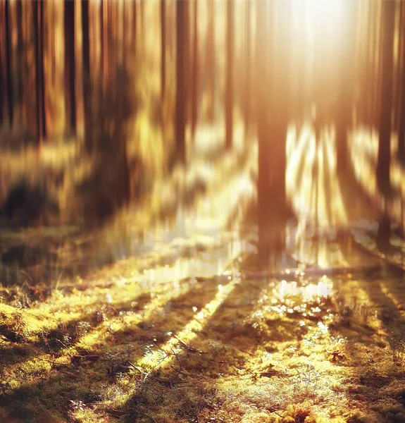 Sonbahar Orman Arka Plan Bulanık Görüntü Sonbahar Manzara Orman Çam — Stok fotoğraf