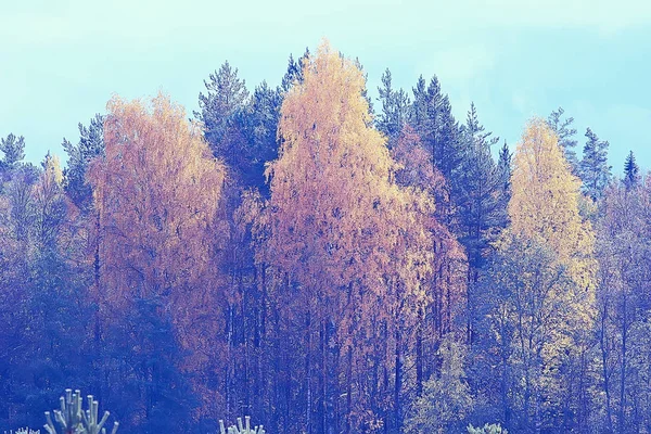 Schilderachtige Bos Landschap Zonnige Herfstdag Indian Summer — Stockfoto