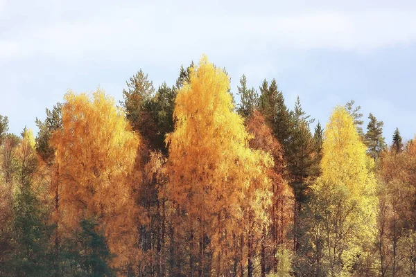 Malebnou Podzimní Lesní Krajina Slunečný Den Babí Léto — Stock fotografie