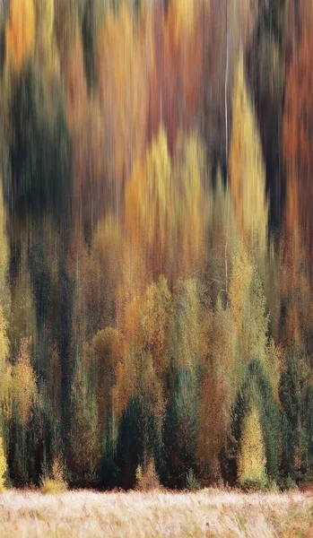 Malownicze Jesień Krajobraz Słoneczny Dzień Lasu Babie Lato — Zdjęcie stockowe