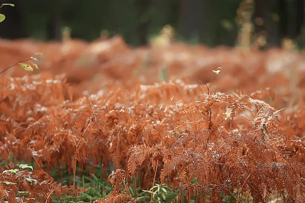 Jesień Niemczech City Park Europie Niemcy Jesień Krajobraz — Zdjęcie stockowe