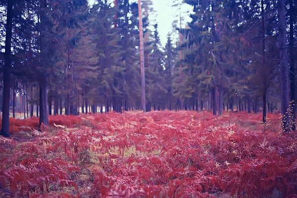 Paisagem Pitoresca Floresta Outono Dia Ensolarado Verão Indiano — Fotografia de Stock