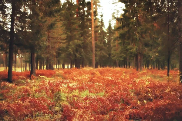 Pittoresco Paesaggio Della Foresta Autunnale Giornata Sole Estate Indiana — Foto Stock