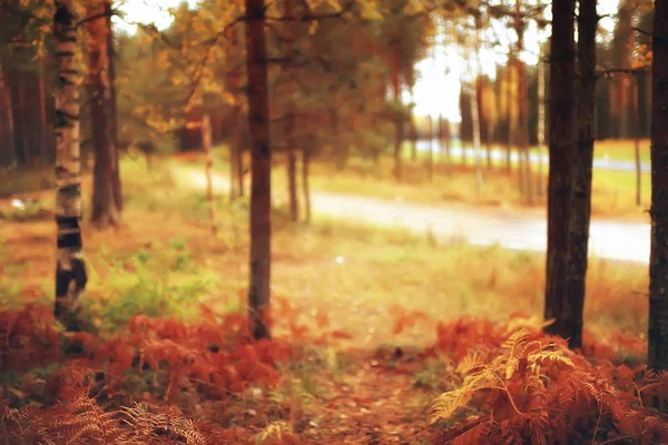 Paisagem Pitoresca Floresta Outono Dia Ensolarado Verão Indiano — Fotografia de Stock