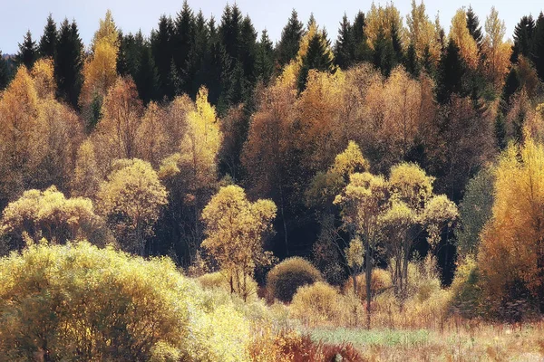 Paisagem Pitoresca Floresta Outono Dia Ensolarado Verão Indiano — Fotografia de Stock