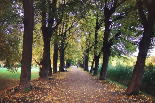 Giallo Autunno Foresta Paesaggio Bellissimi Alberi Con Foglie Gialle Nella — Foto Stock