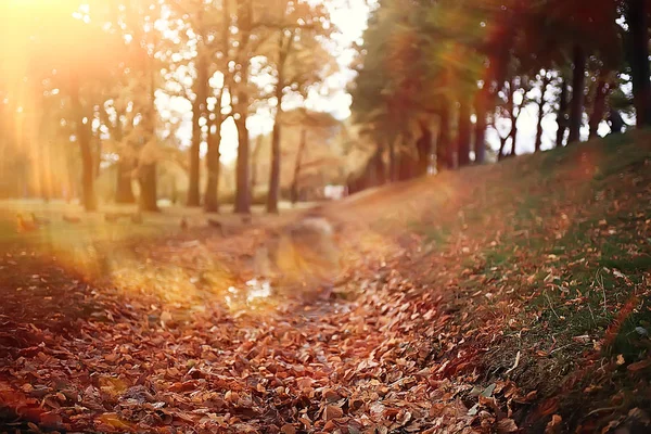 Autumn Sunny Morning Landscape Sunrays Autumn Trees Light Orange Landscape — Stock Photo, Image