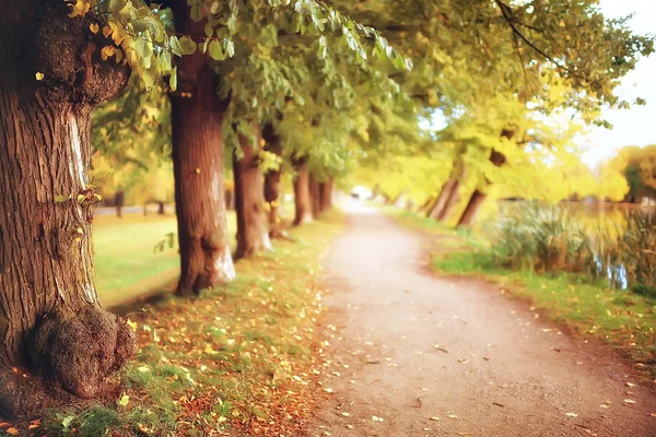 公園で秋の路地 都市公園で秋の散歩は週末だけ 木と黄色の葉と枝の間で穏やかな 秋の新鮮さの概念 — ストック写真