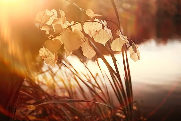 Feuilles Automne Fond Feuilles Jaunes Dans Les Branches Des Arbres — Photo