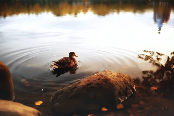 Increíble Paisaje Otoño Con Árboles Amarillos Lago Parque — Foto de Stock