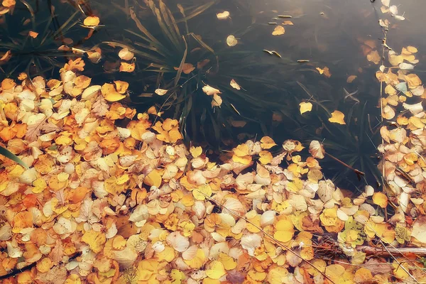 Fallen yellow leaves background / Blurred yellow autumn background with leaves on the ground, Indian summer, October leaves