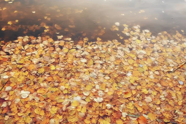 黄色の葉のバック グラウンドに落ちて インドの夏 月葉の葉と黄色の秋背景がぼやけ — ストック写真
