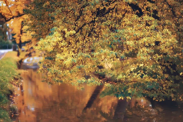 秋の森林景観をイエロー 森の中の黄色い葉を持つ美しい木々 の風景 季節の風景 — ストック写真