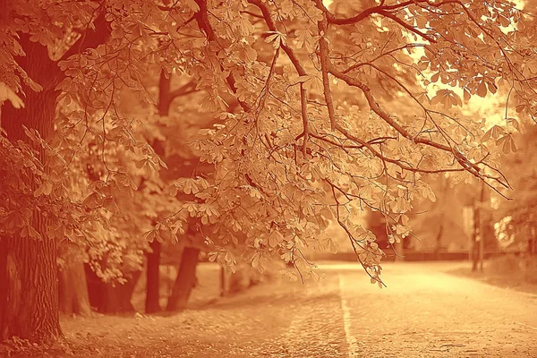 Sepia Landschap Herfst Park Monochroom Beeld Van Bomen Steegje Het — Stockfoto