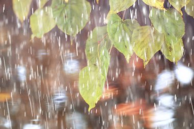 sonbahar park, yağmurlu arka plan / sonbahar manzara arka plan doku bir Ekim Parkı, yürüyüş kötü hava, su, rüzgarlı hava, kötü hava koşulları, hüzünlü ruh damla yağmur