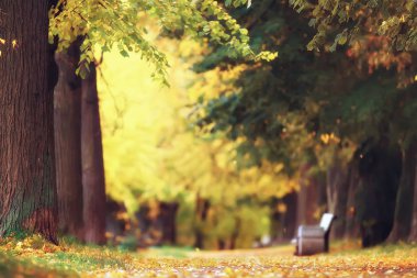 Ekim manzara / park, sonbaharda sarı Ekim ağaçlar, sonbahar manzara sokakta