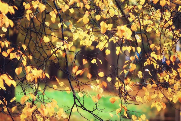 Gele Herfst Boslandschap Mooie Bomen Met Gele Bladeren Het Bos — Stockfoto
