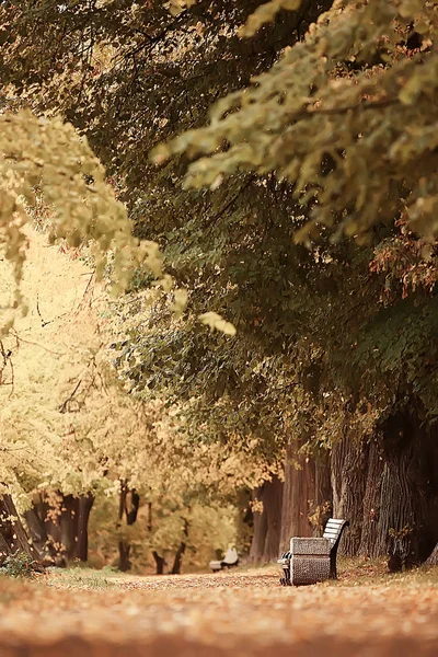 Ekim Manzara Park Sonbaharda Sarı Ekim Ağaçlar Sonbahar Manzara Sokakta — Stok fotoğraf