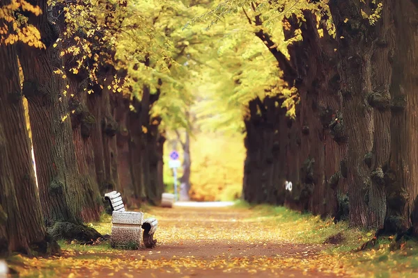 Banco Paisaje Otoño Parque Ciudad Con Naranjos Las Ramas Banco — Foto de Stock