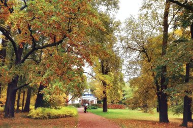 Peterhof sonbahar manzara / sonbahar sonbahar sezon sarı parkta petersburg, park
