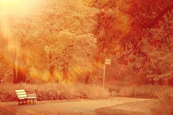 bench in autumn landscape / city park with orange trees on the branches, a street bench in autumn forest landscape,  alley. Concept of weekend in the city park