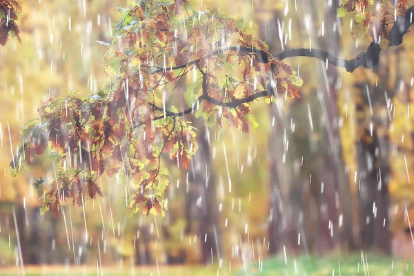 Park Jesień Deszczowo Tło Jesień Krajobraz Tła Deszcz Tekstury Październiku — Zdjęcie stockowe
